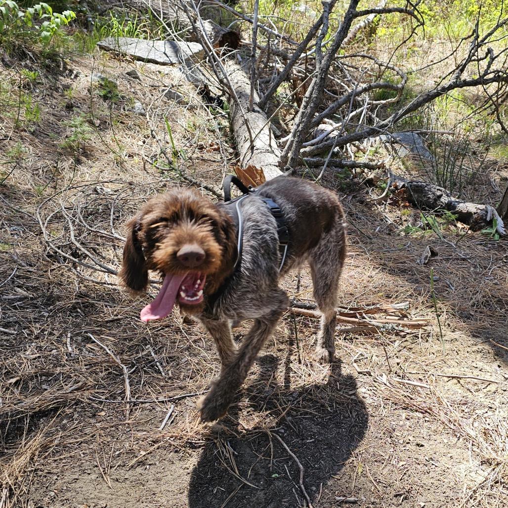 Enlarge Cerci, a Adoptable German Wirehaired Pointer in Cashmere, WA image 2/3