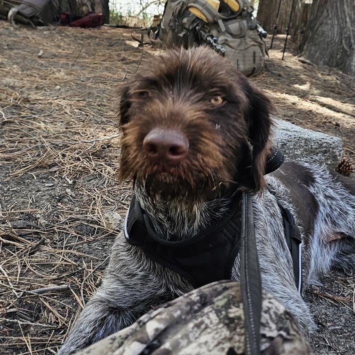 Enlarge Cerci, a Adoptable German Wirehaired Pointer in Cashmere, WA image 3/3