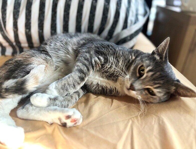 Enlarge Dory, a Adoptable mixed breed in Anthem, AZ image 1/5