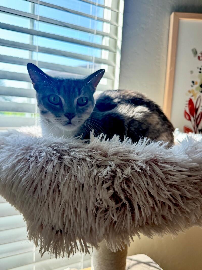 Enlarge Dory, a Adoptable mixed breed in Anthem, AZ image 2/5