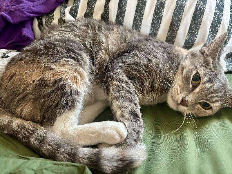 Enlarge Dory, a Adoptable mixed breed in Anthem, AZ image 4/5