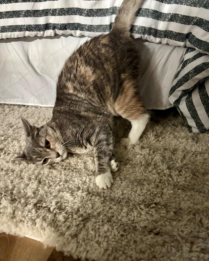 Enlarge Dory, a Adoptable mixed breed in Anthem, AZ image 5/5