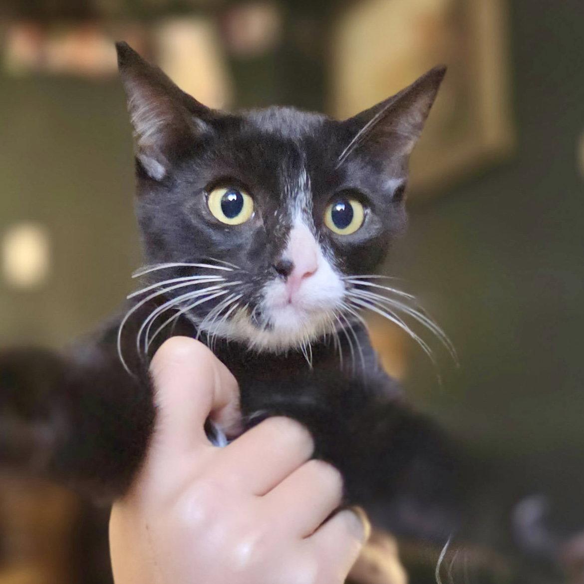 HP, Adoptable, Kitten Male Domestic Short Hair.