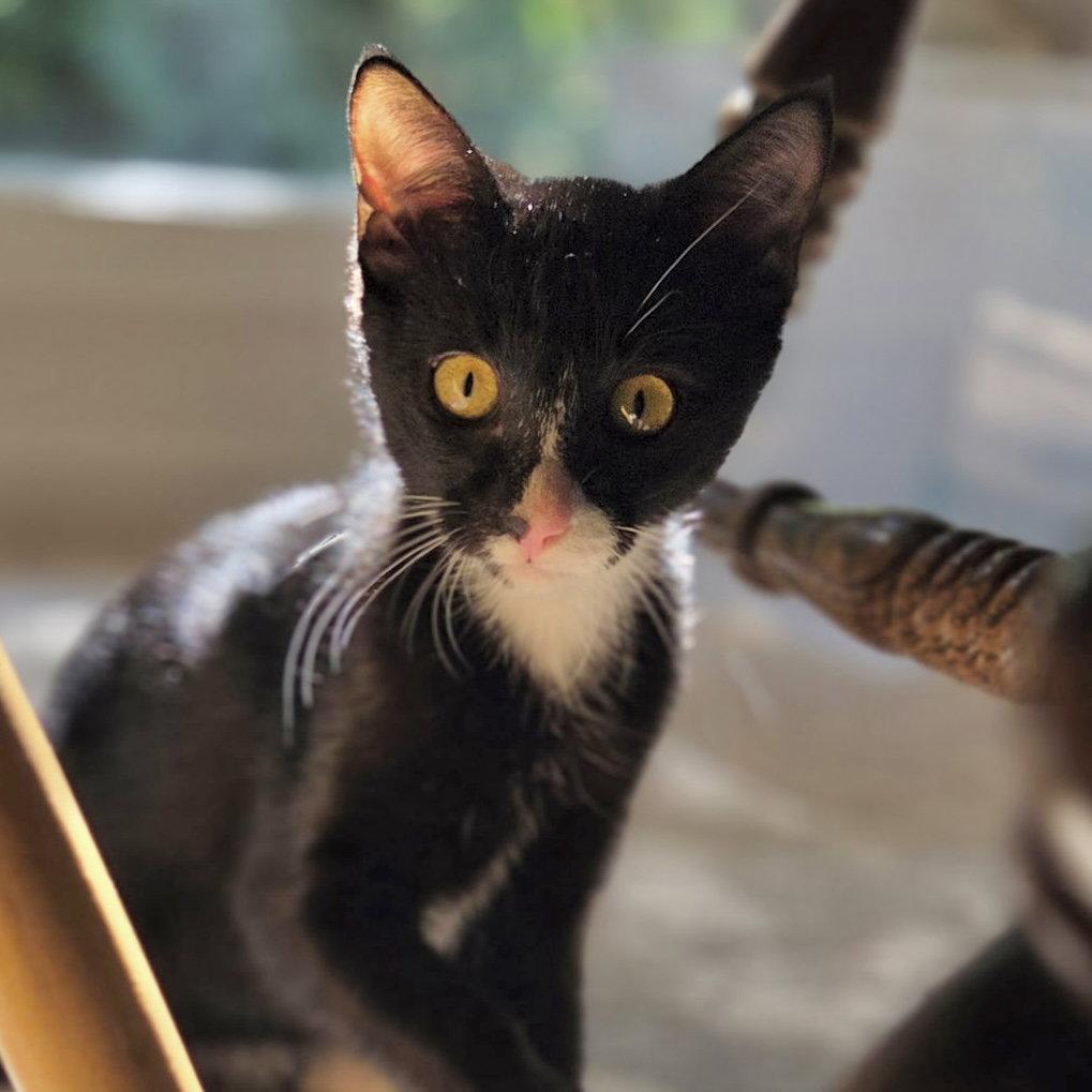 Enlarge HP, a Adoptable Domestic Short Hair in Sonora, CA image 2/2