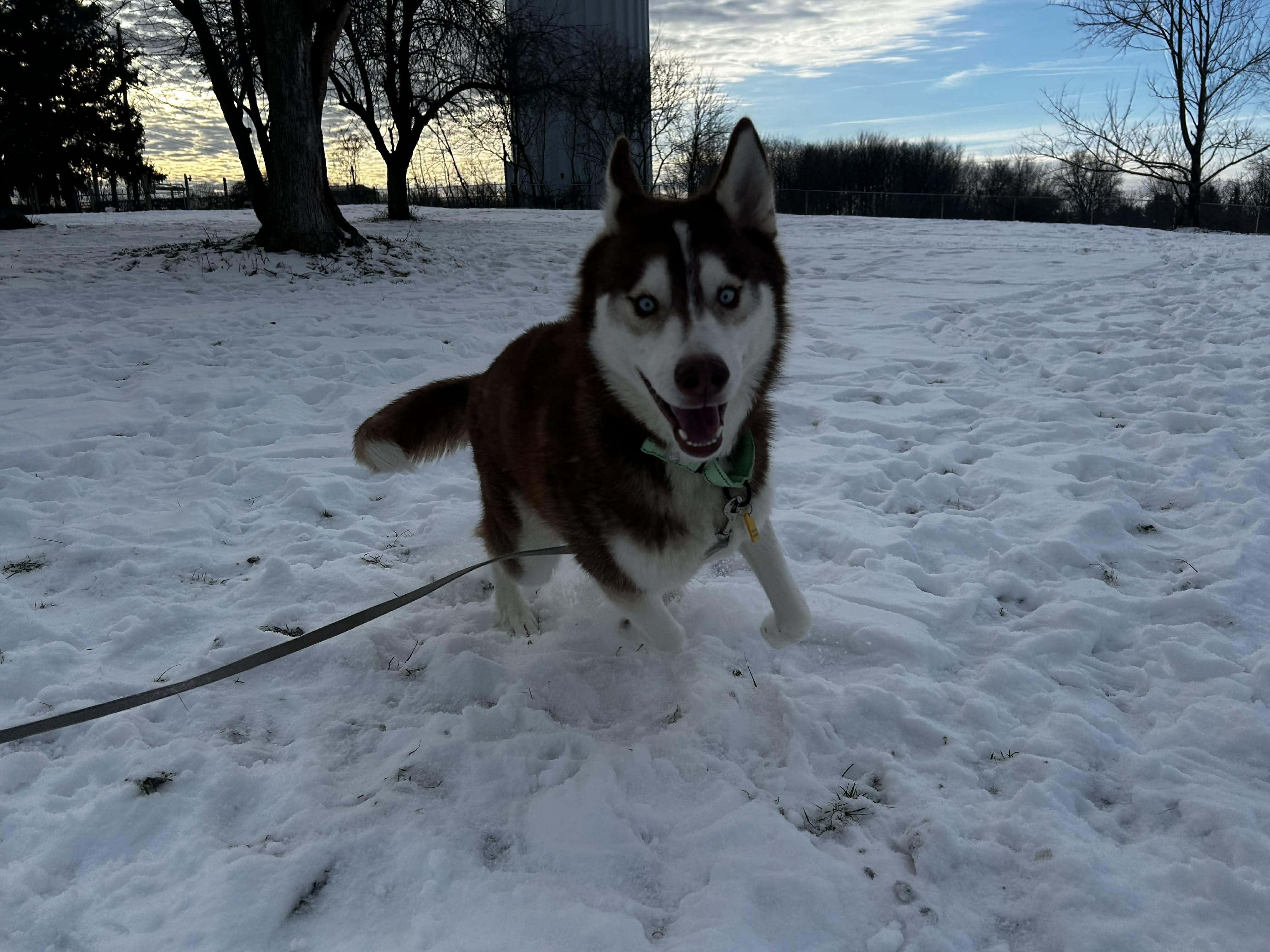 Enlarge Marco, a ADOPTABLE Siberian Husky in Brunswick, OH image 5/6