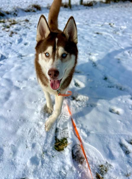 Enlarge Marco, a ADOPTABLE Siberian Husky in Brunswick, OH image 3/6