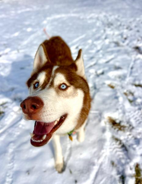 Enlarge Marco, a ADOPTABLE Siberian Husky in Brunswick, OH image 1/6