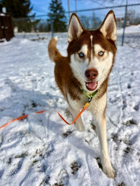 Enlarge Marco, a ADOPTABLE Siberian Husky in Brunswick, OH image 6/6