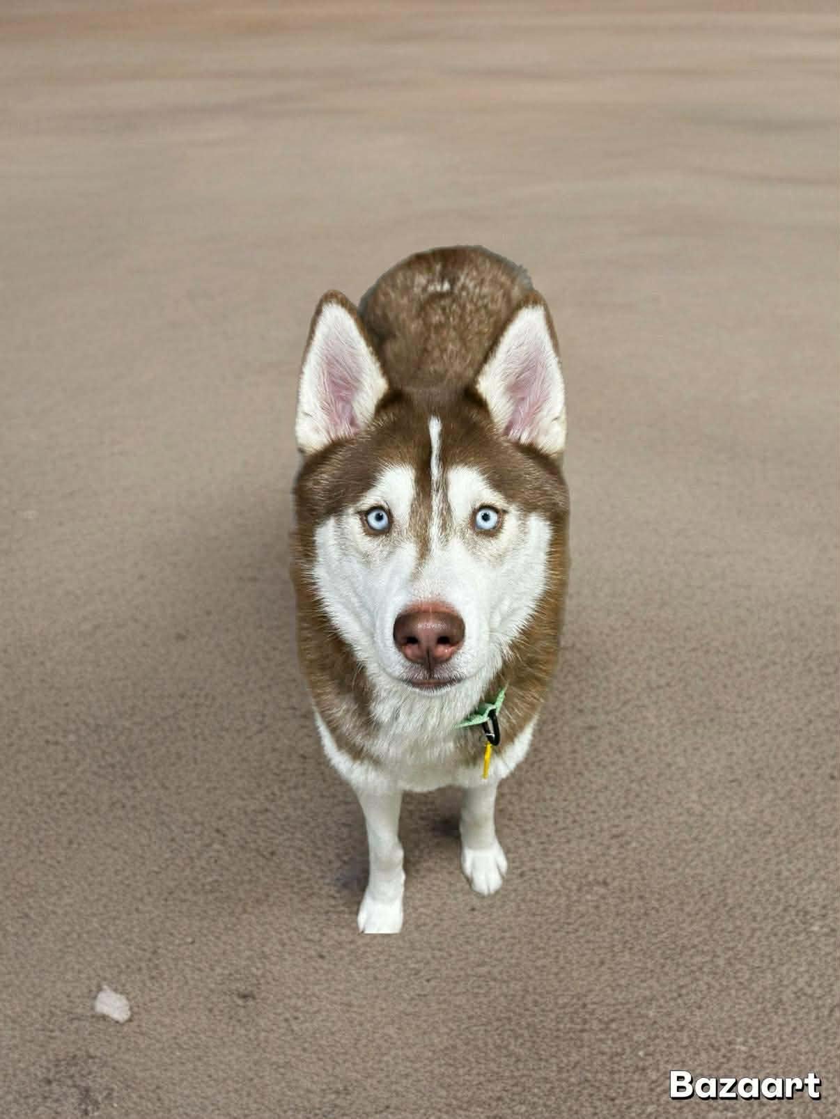 Enlarge Marco, a ADOPTABLE Siberian Husky in Brunswick, OH image 4/6