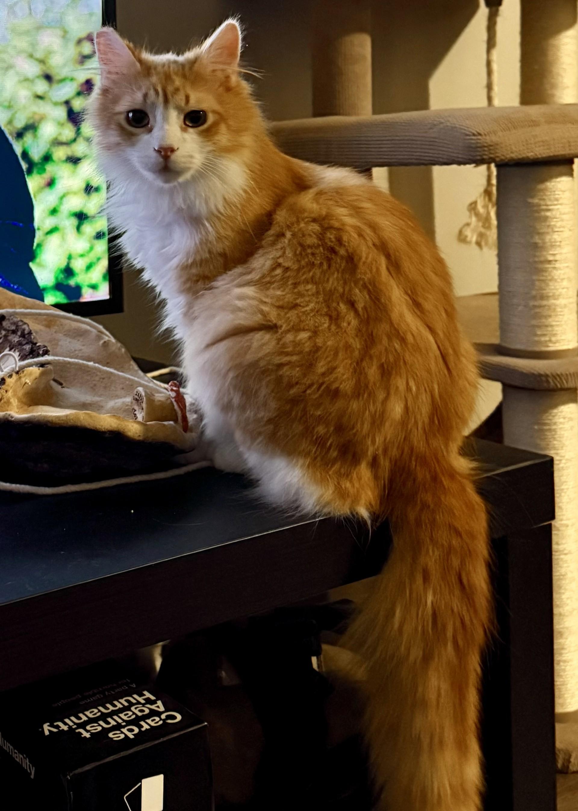 Enlarge O.B. (with Ciri), a ADOPTABLE Domestic Medium Hair in Silverton, OR image 3/5