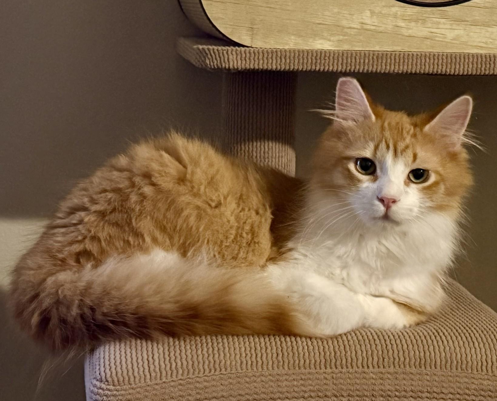 O.B. (with Ciri), ADOPTABLE, Young Male Domestic Medium Hair.