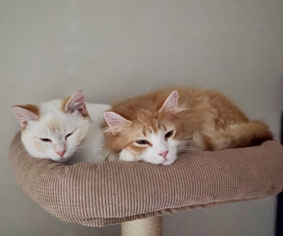 Enlarge O.B. (with Ciri), a ADOPTABLE Domestic Medium Hair in Silverton, OR image 4/5