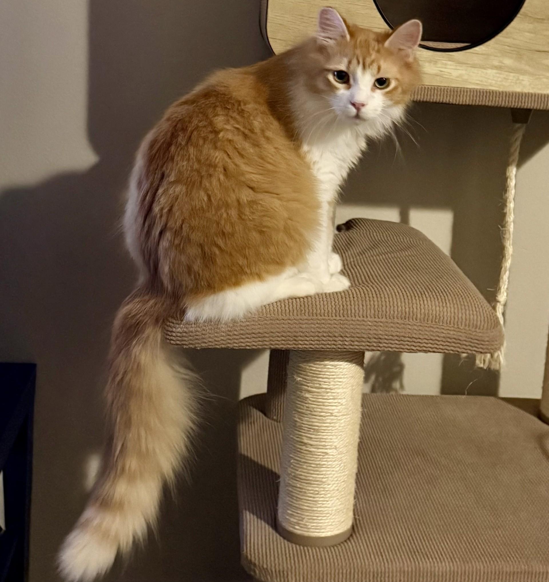 Enlarge O.B. (with Ciri), a ADOPTABLE Domestic Medium Hair in Silverton, OR image 2/5