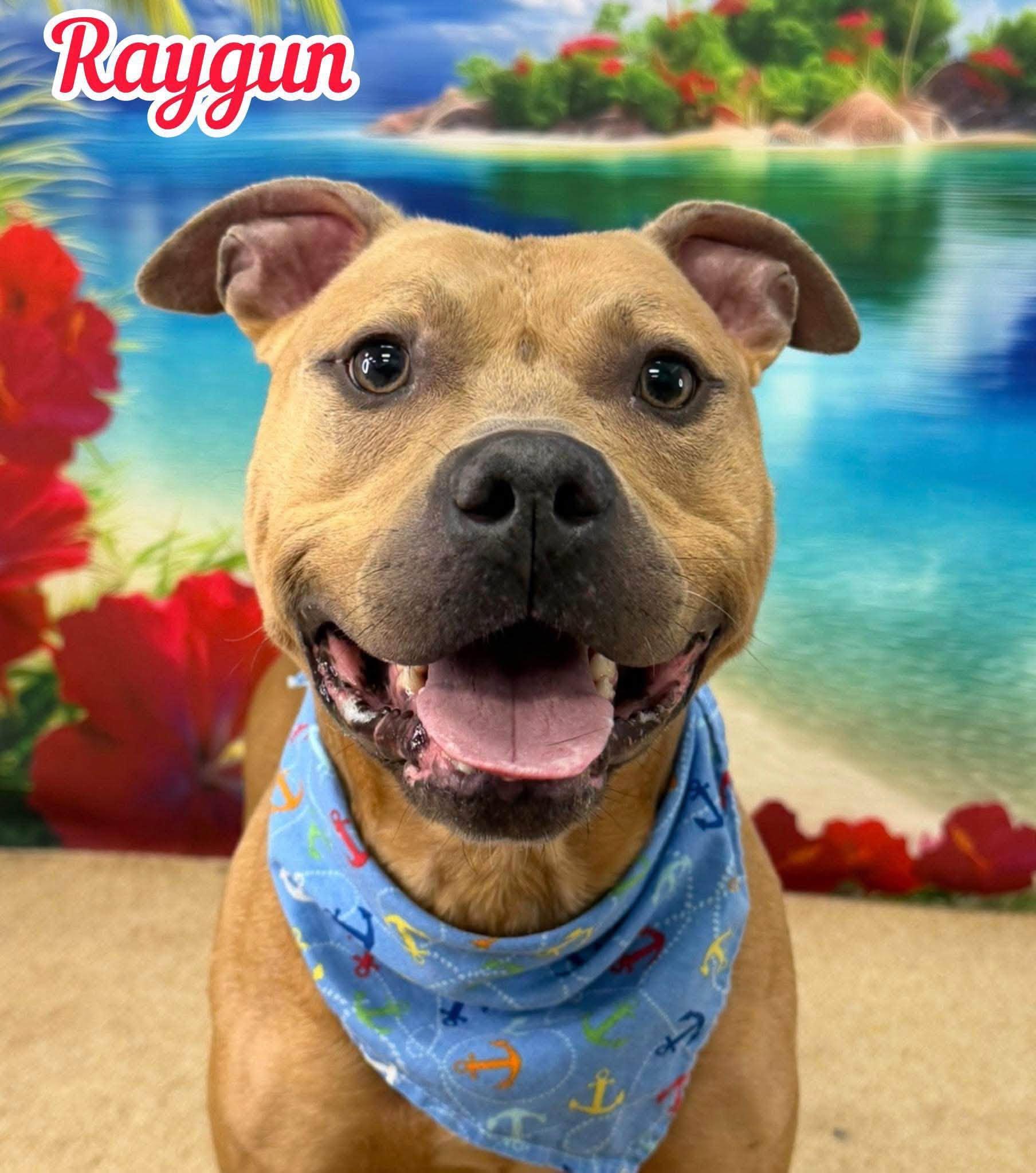 Raygun, ADOPTABLE, Young Male Mixed Breed.
