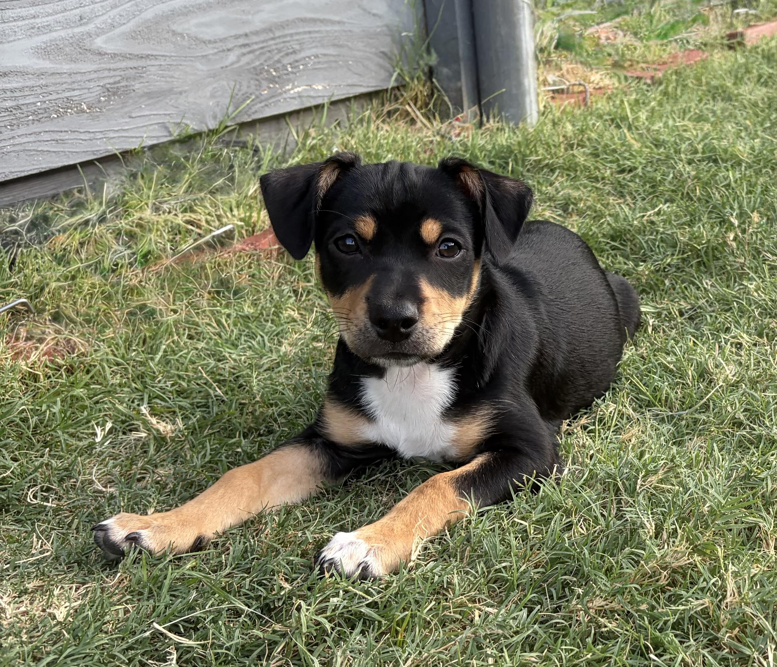 Bowie, Adoptable, Puppy Male Terrier.