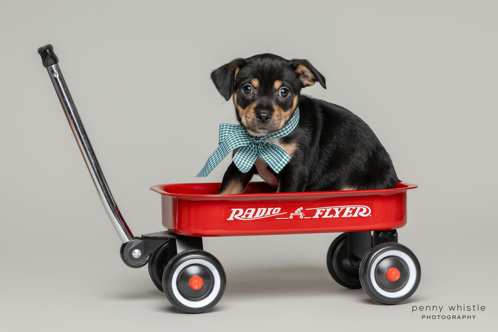 Bowie, a Adoptable mixed breed in Coppell, TX image 4/5