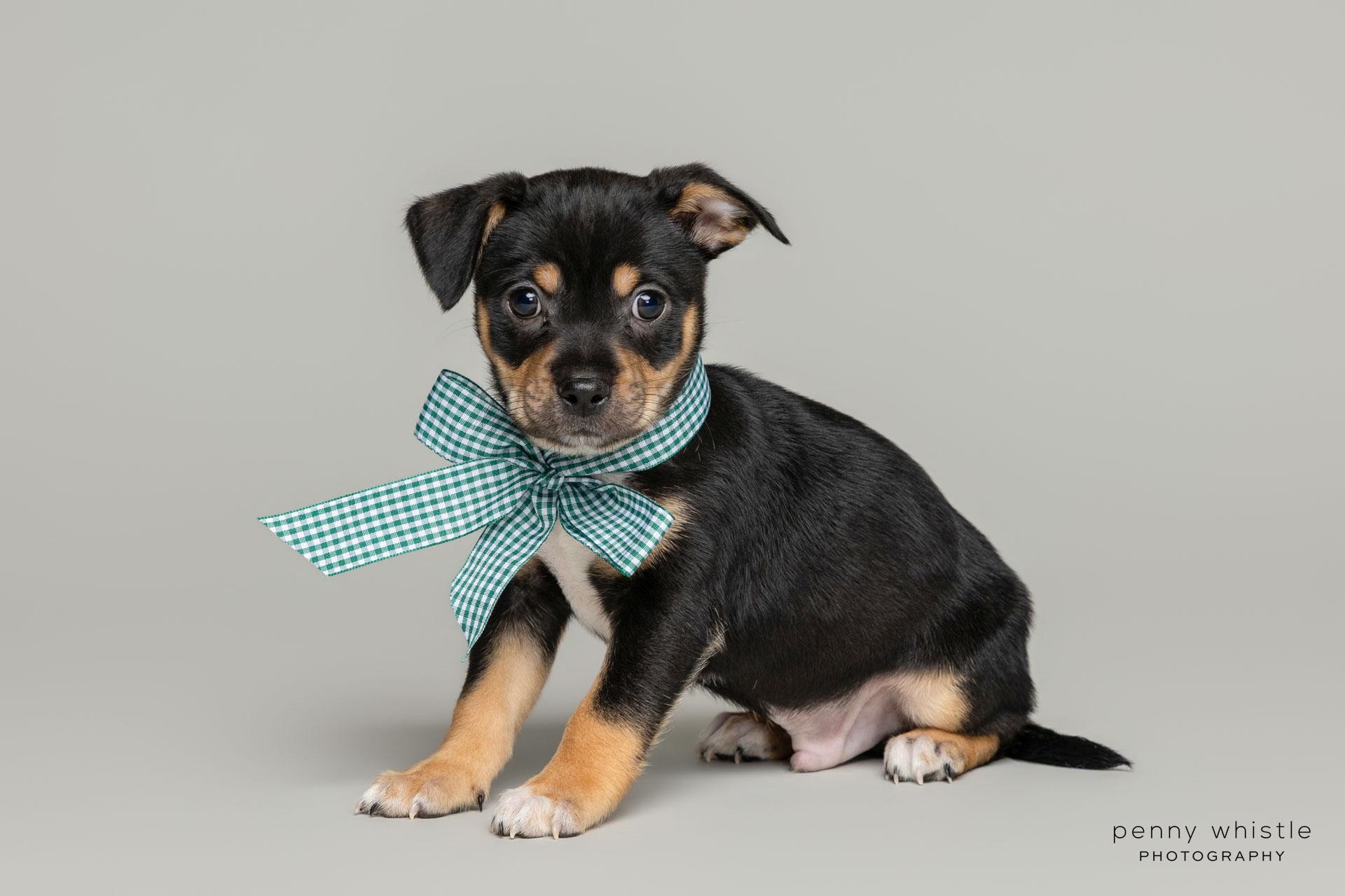 Bowie, a Adoptable mixed breed in Coppell, TX image 3/5