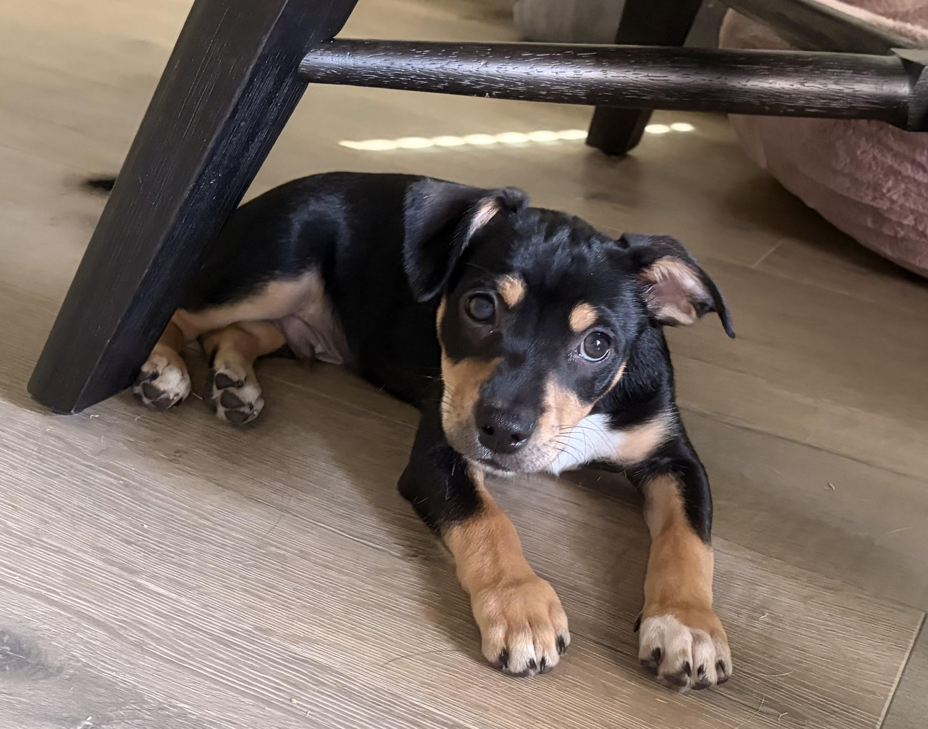Bowie, a Adoptable mixed breed in Coppell, TX image 2/5