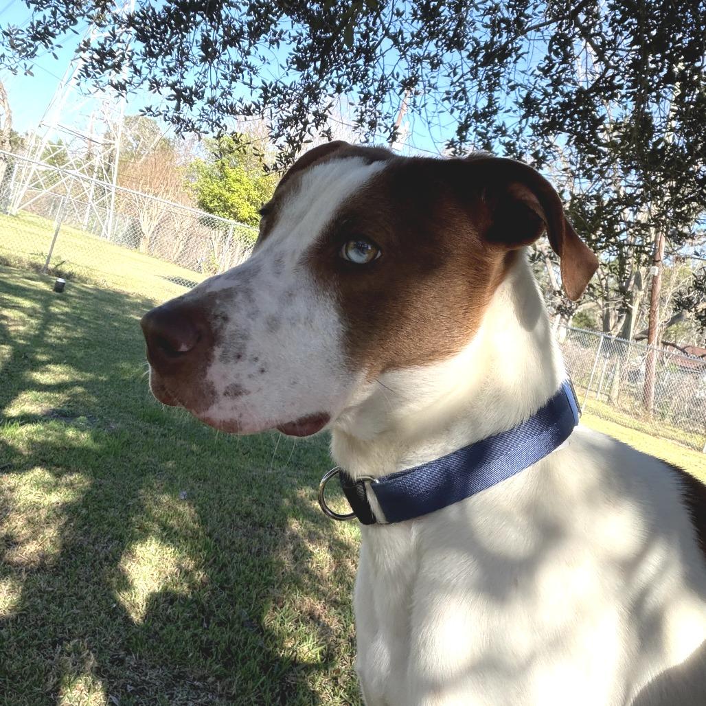 David, Adoptable, Adult Male Hound & Pointer.