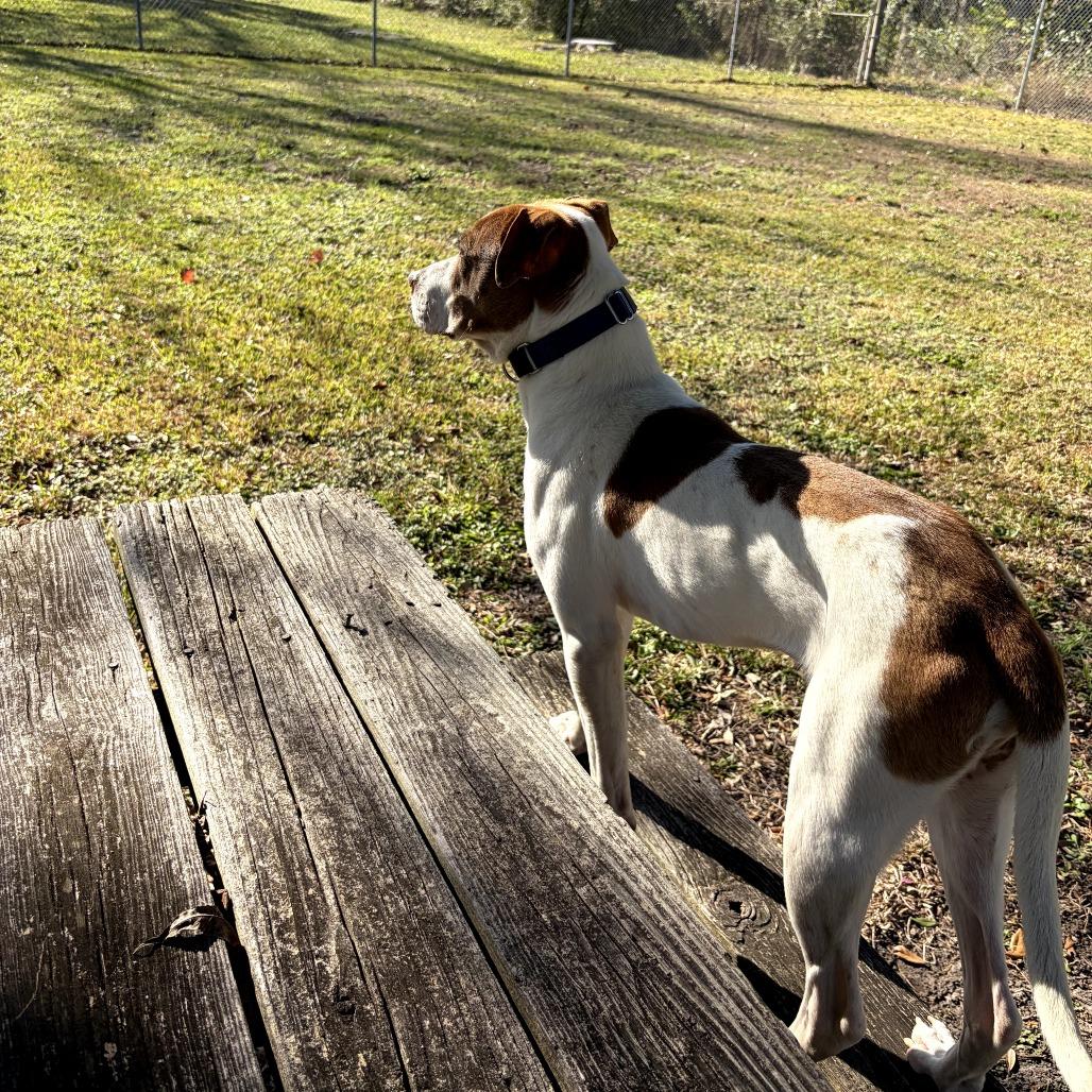 Enlarge David, a Adoptable mixed breed in Houston, TX image 2/6