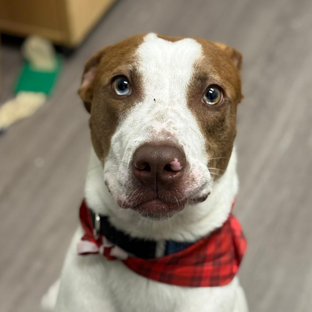 Enlarge David, a Adoptable mixed breed in Houston, TX image 3/6