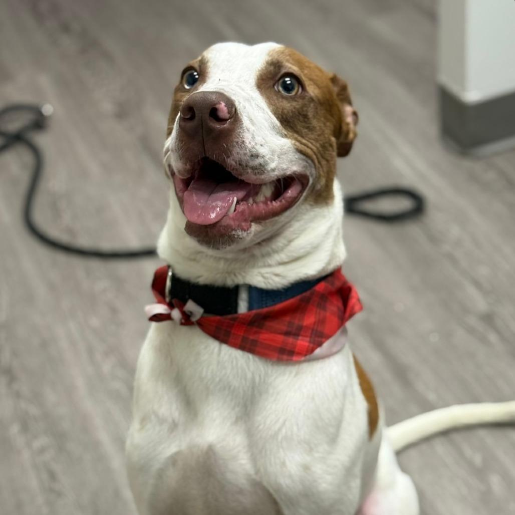 Enlarge David, a Adoptable mixed breed in Houston, TX image 4/6