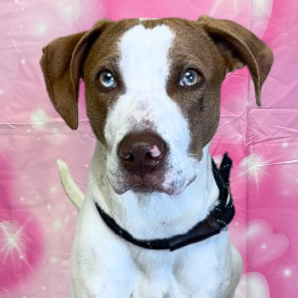 Enlarge David, a Adoptable mixed breed in Houston, TX image 4/6