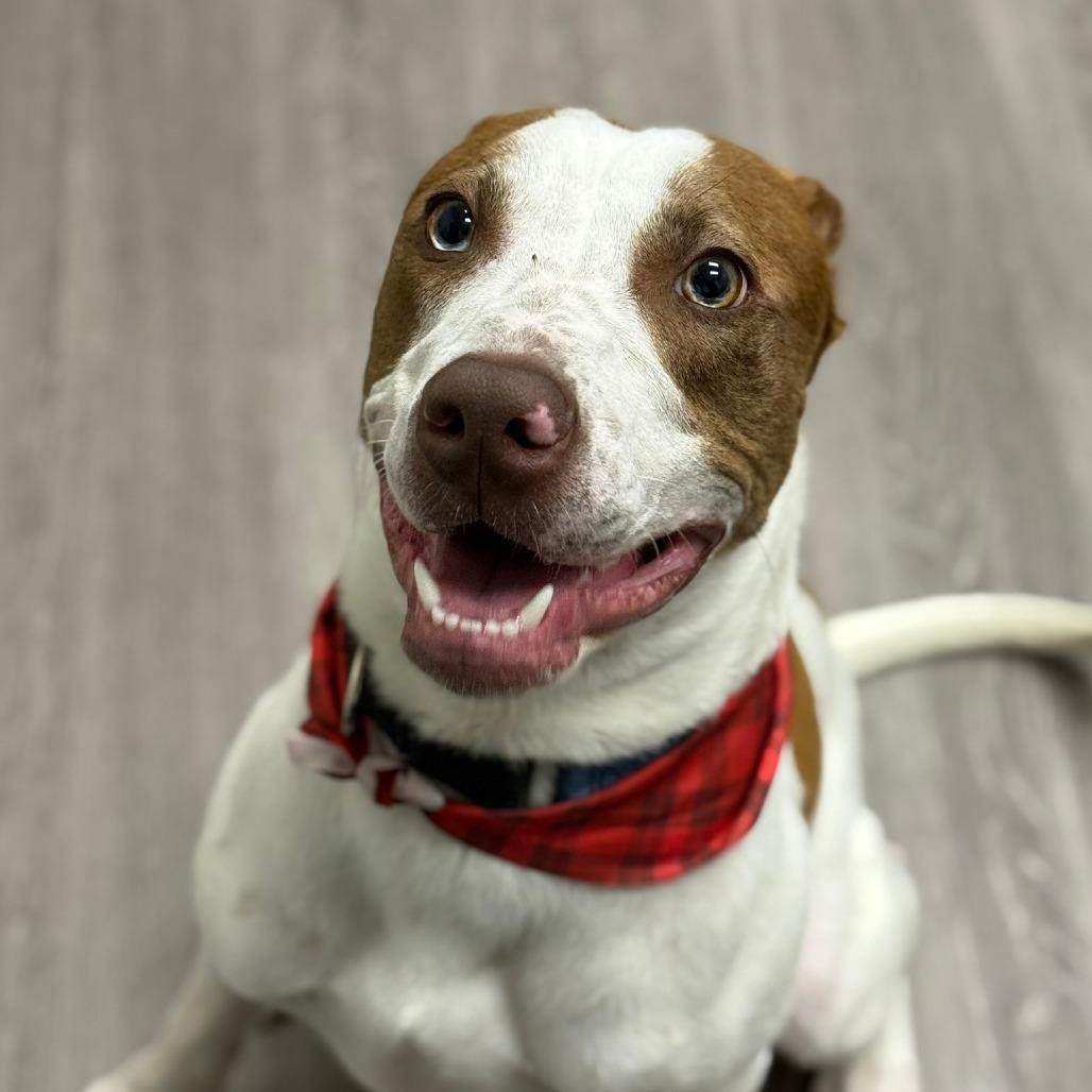 Enlarge David, a Adoptable mixed breed in Houston, TX image 5/6