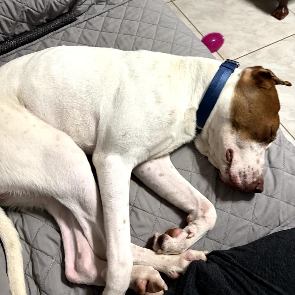 Enlarge David, a Adoptable mixed breed in Houston, TX image 6/6