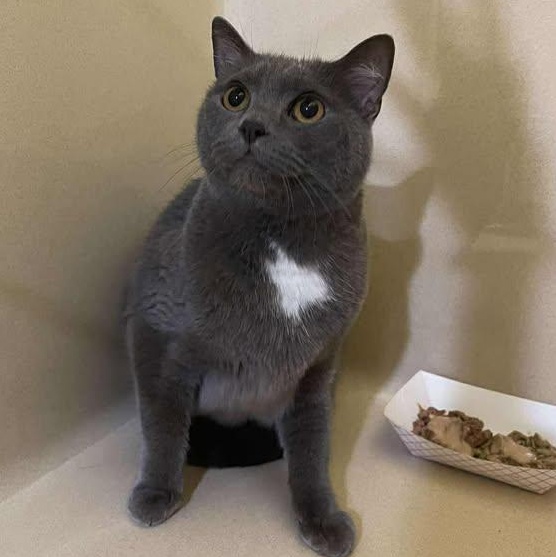 Tiernan, ADOPTABLE, Adult Male Domestic Short Hair.