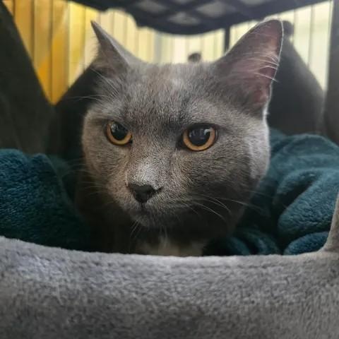 Tiernan, a ADOPTABLE Domestic Short Hair in Winthrop, ME image 2/2