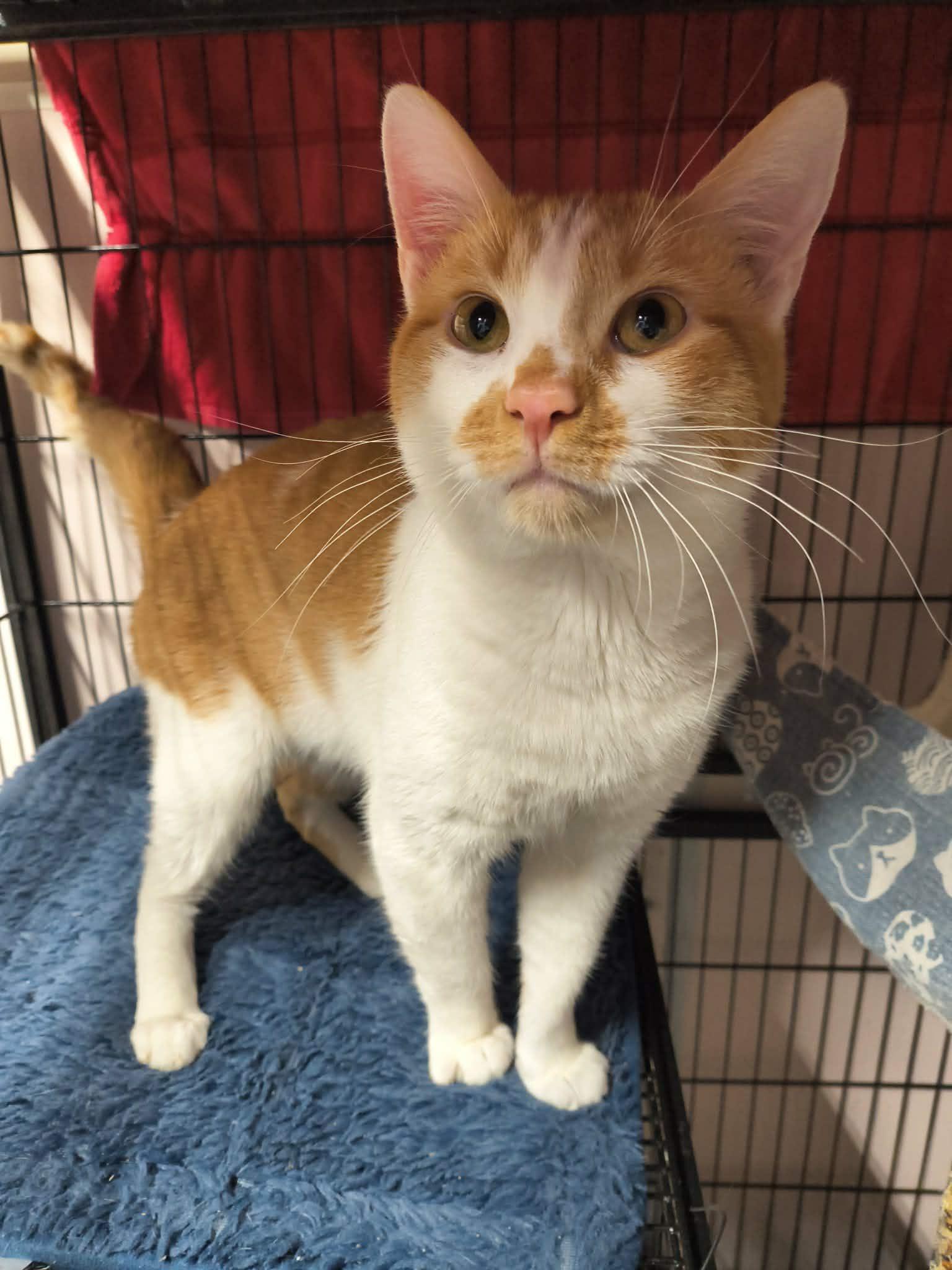 Enlarge John, a Adopted Domestic Short Hair in Stover, MO image 1/1