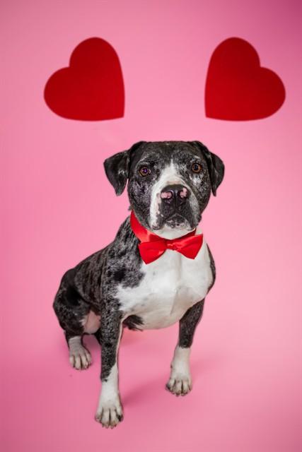 NALA, Adoptable, Adult Female Australian Cattle Dog / Blue Heeler.