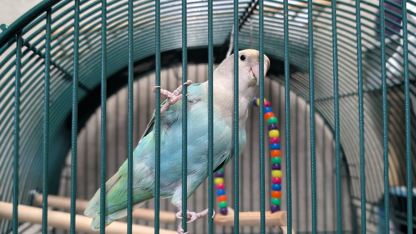 Enlarge Wasabi, a Adoptable Lovebird in Coquitlam, BC image 2/2