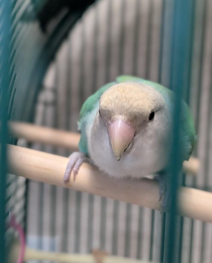 Enlarge Wasabi, a Adoptable Lovebird in Coquitlam, BC image 1/2