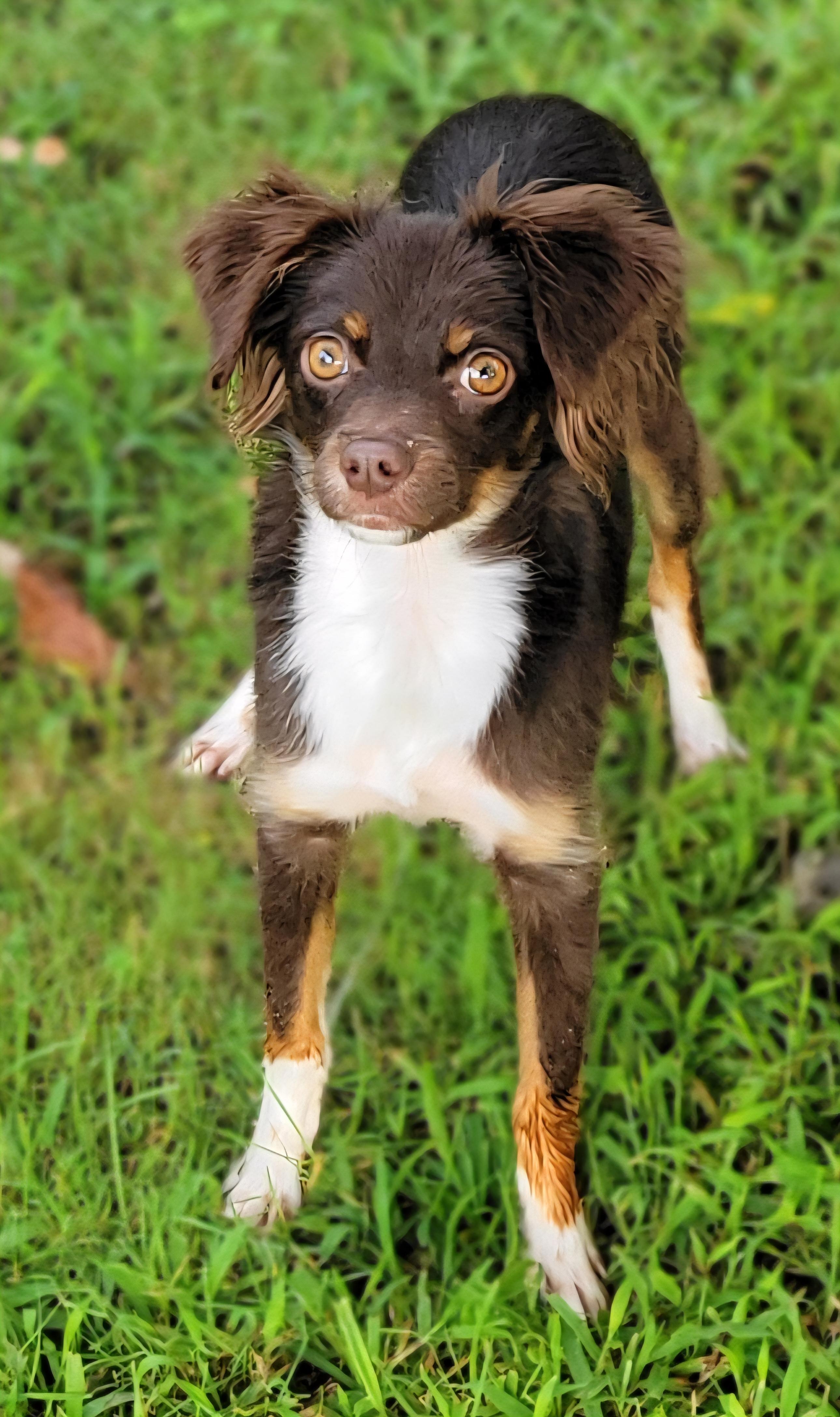 Remi, adopted, Puppy Male Chihuahua.
