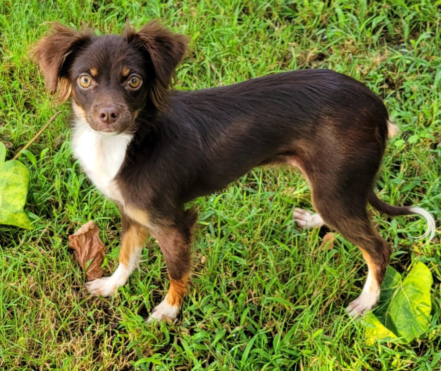 Remi, an adopted mixed breed in Elwood, NJ image 2/5