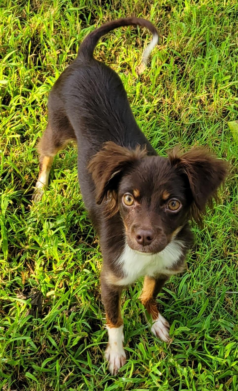 Remi, an adopted mixed breed in Elwood, NJ image 3/5