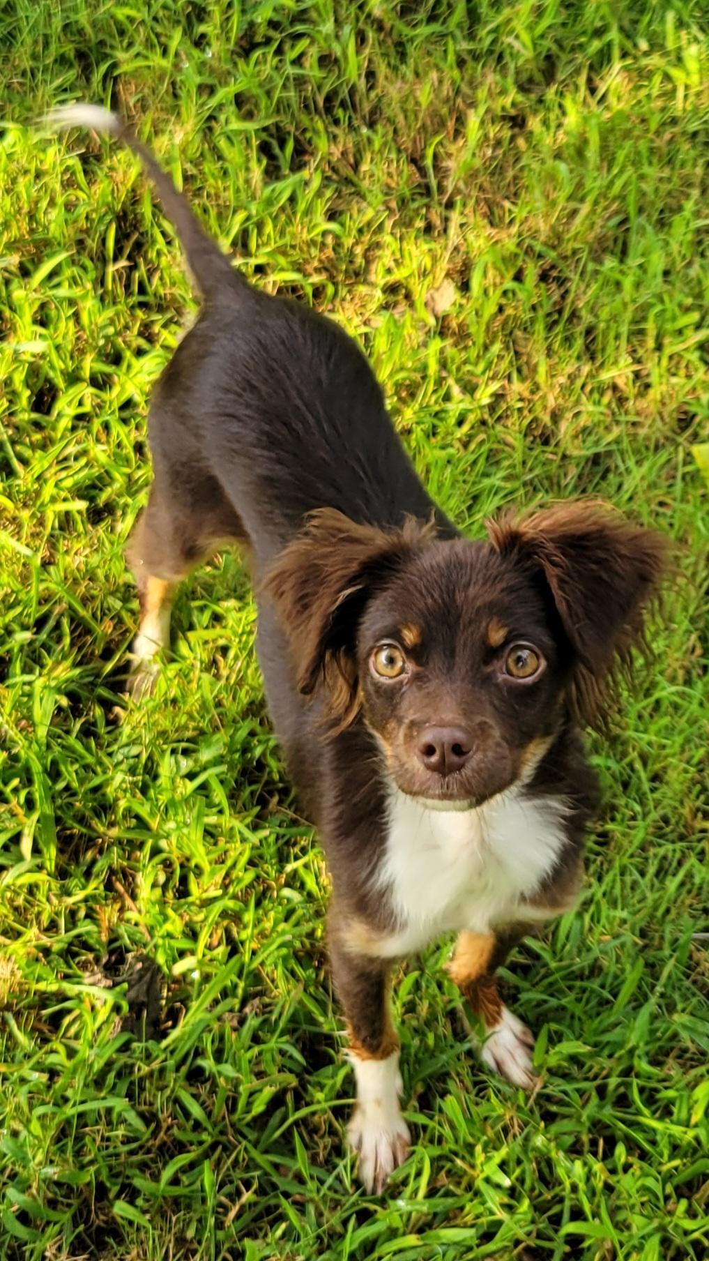 Remi, an adopted mixed breed in Elwood, NJ image 5/5