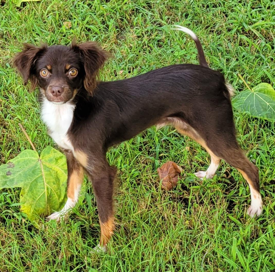 Remi, an adopted mixed breed in Elwood, NJ image 4/5