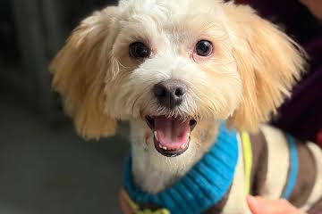 Binky, a Adopted mixed breed in Medfield, MA image 2/4