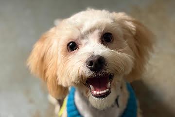 Binky, a Adopted mixed breed in Medfield, MA image 1/4