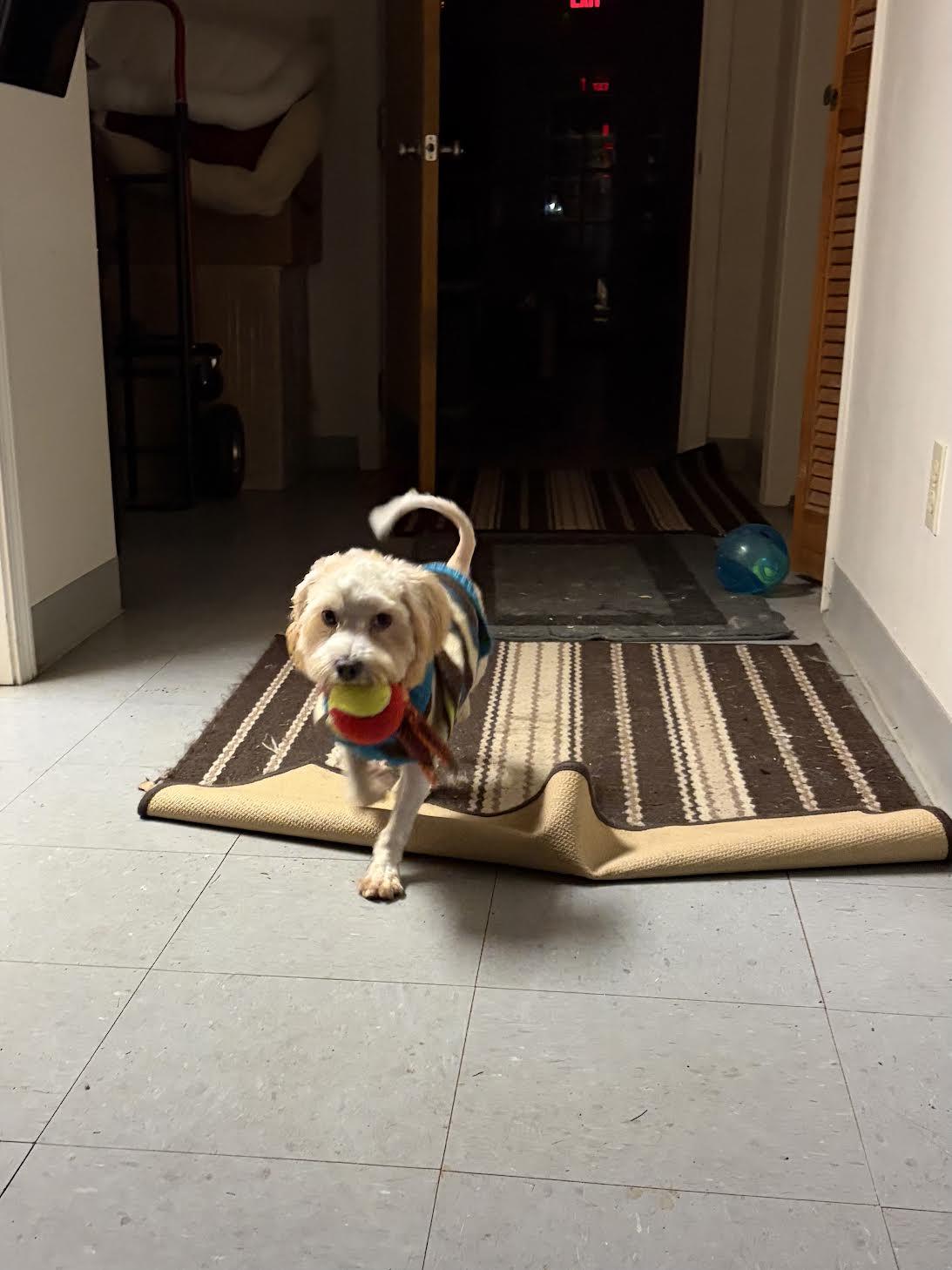 Binky, a Adopted mixed breed in Medfield, MA image 3/4