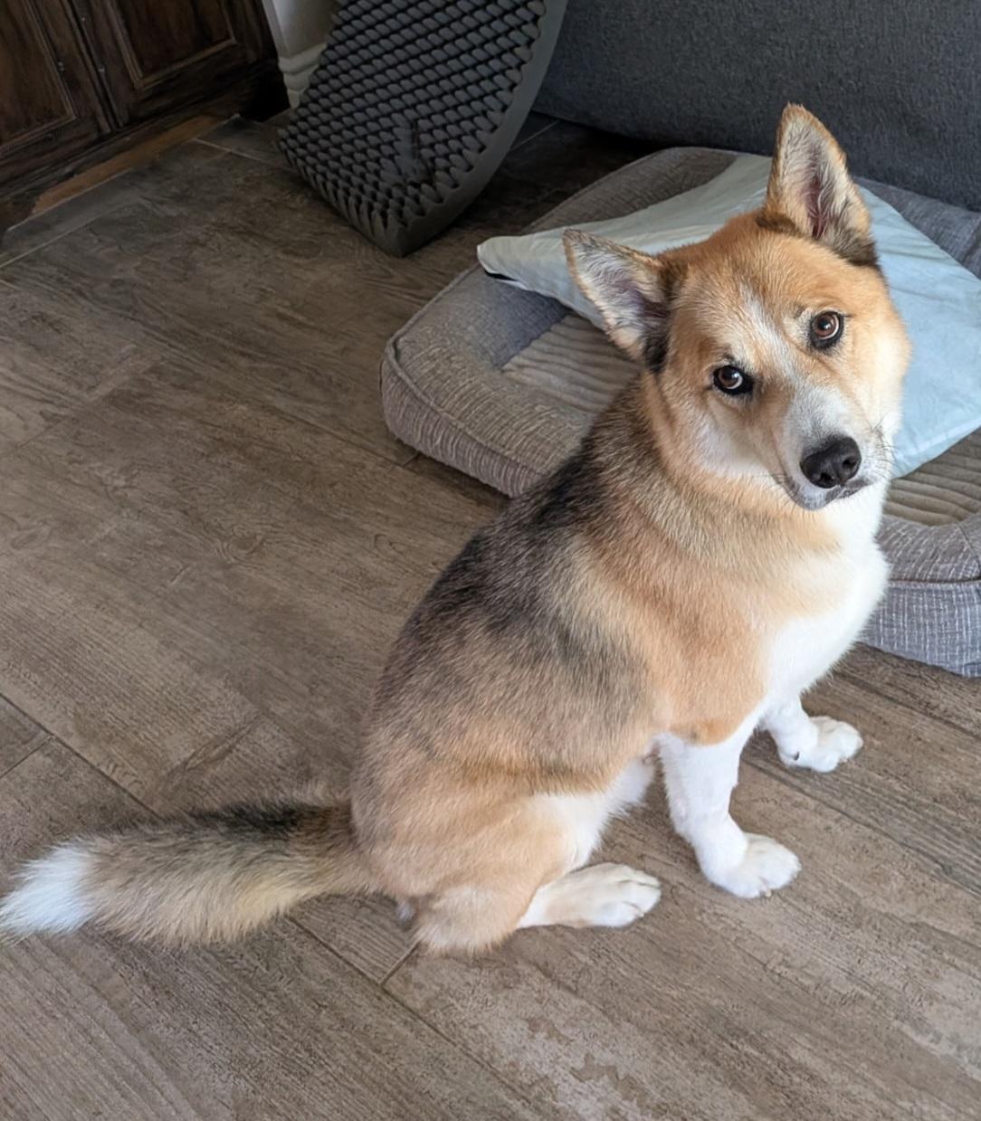 Nelson, Adoptable, Adult Male Husky & Australian Shepherd.