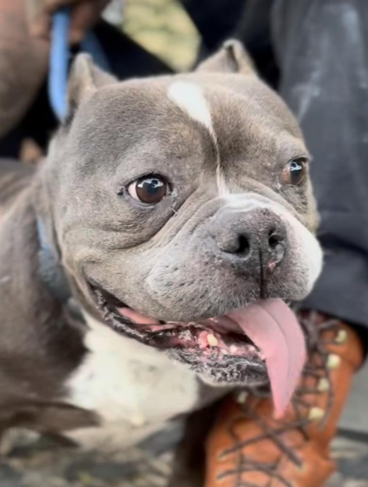 Enlarge Envy, a Adoptable mixed breed in ventura, CA image 1/1