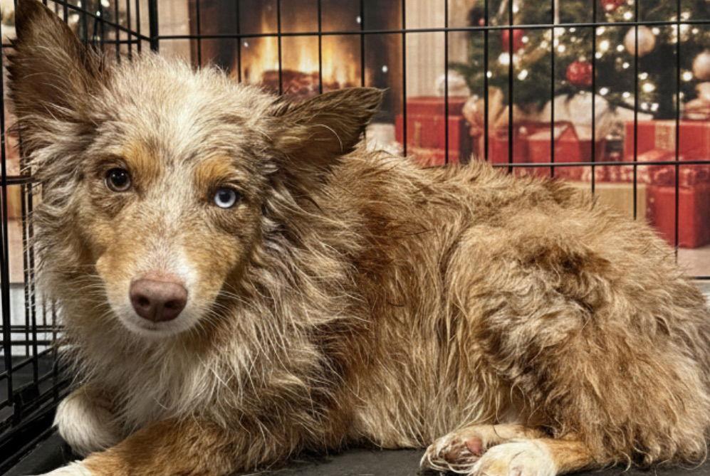 Enlarge London Aussie, a Adoptable Australian Shepherd in Valrico, FL image 1/3