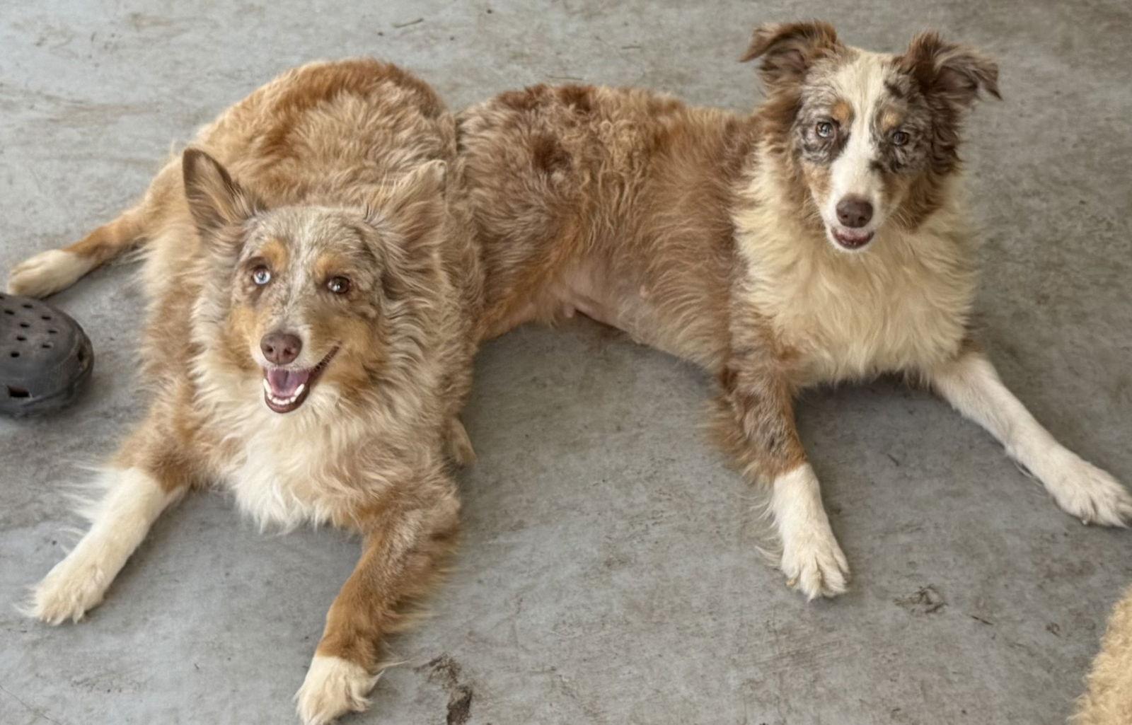 Enlarge London Aussie, a Adoptable Australian Shepherd in Valrico, FL image 2/3