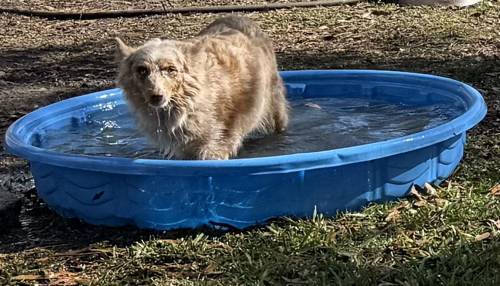 Enlarge London Aussie, a Adoptable Australian Shepherd in Valrico, FL image 2/3