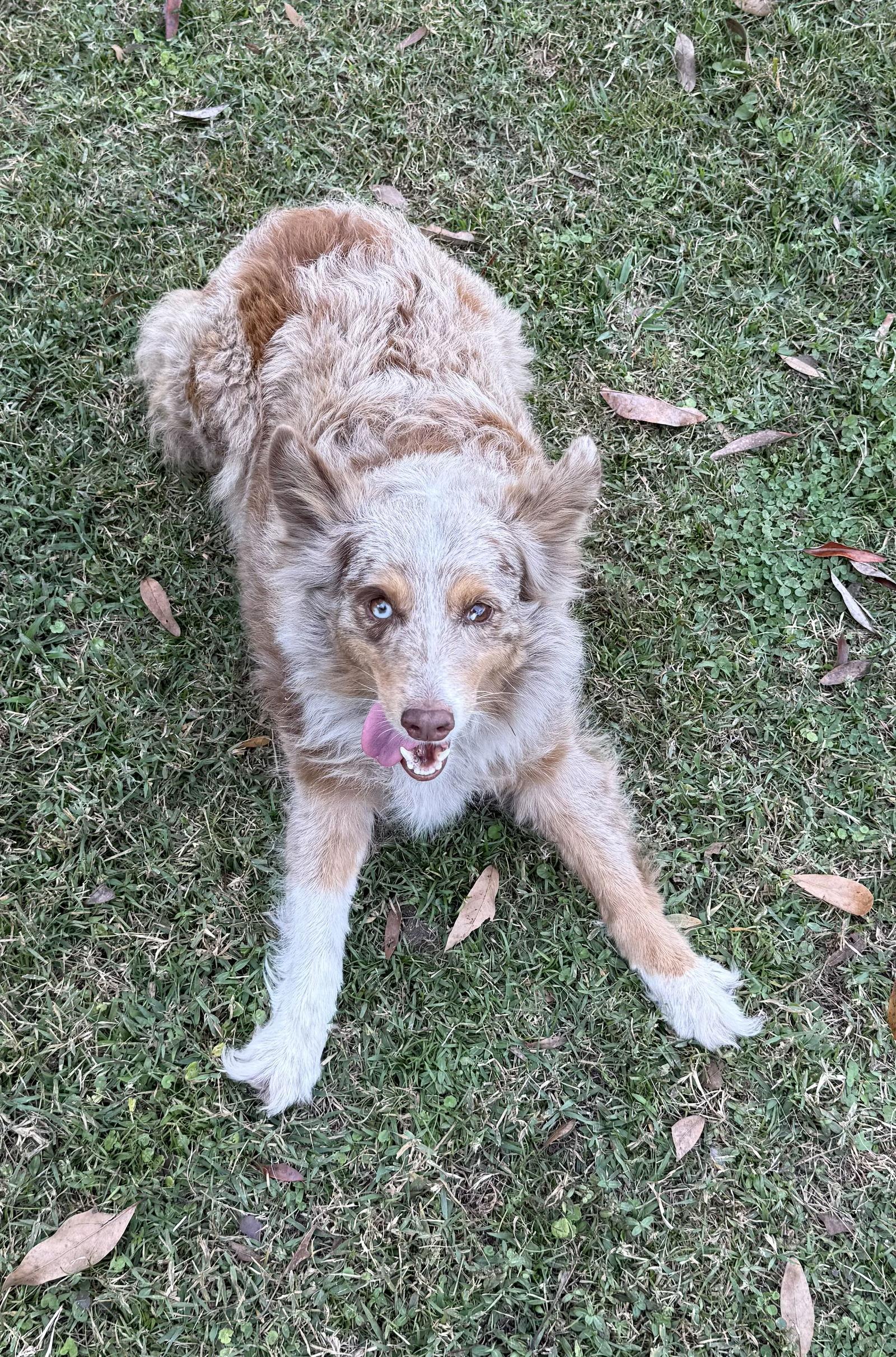 Enlarge London Aussie, a Adoptable Australian Shepherd in Valrico, FL image 3/3