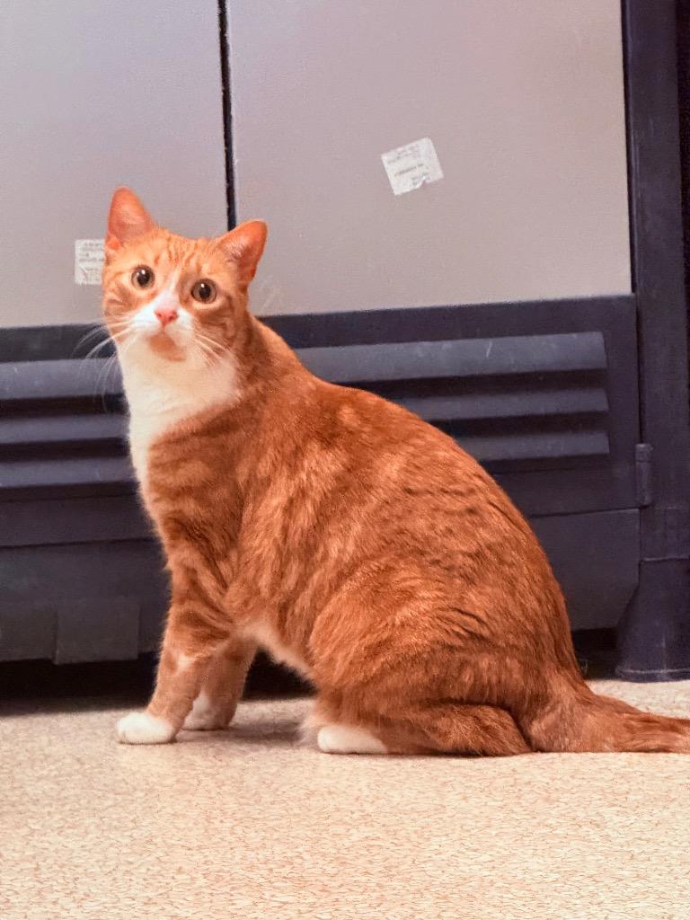 Zuko, Adoptable, Adult Male Domestic Short Hair.